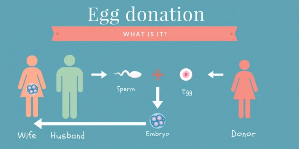 Egg Donation Service Process process overview